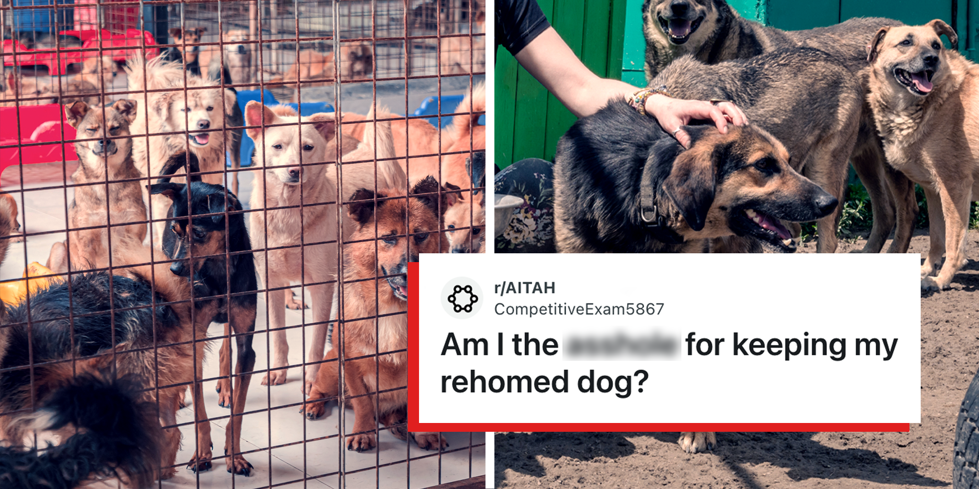 2 panel image showing dogs at an animal shelter. On the bottom right is an image of a reddit post about rehoming a dog