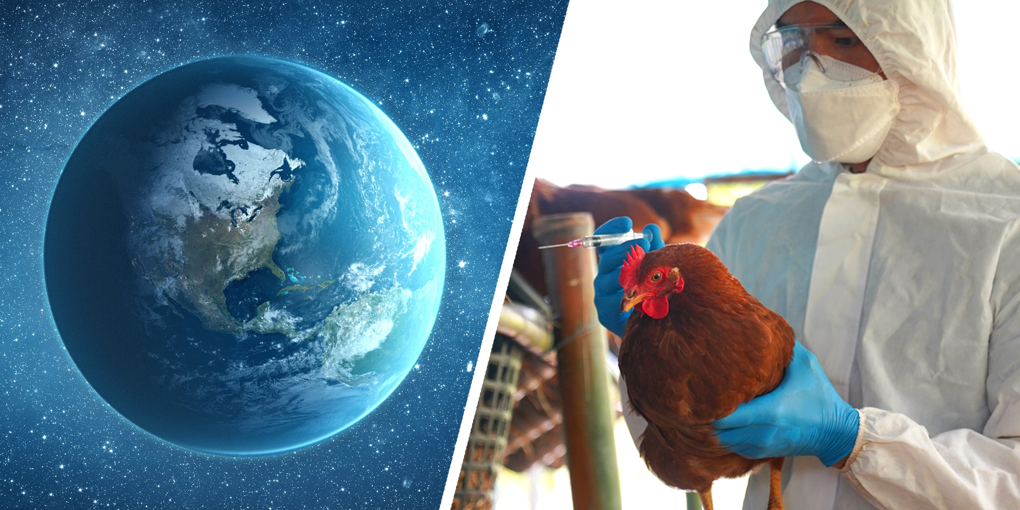 Two panel image with the earth on left and man in safety suit and mask with syringe, holding a chicken.
