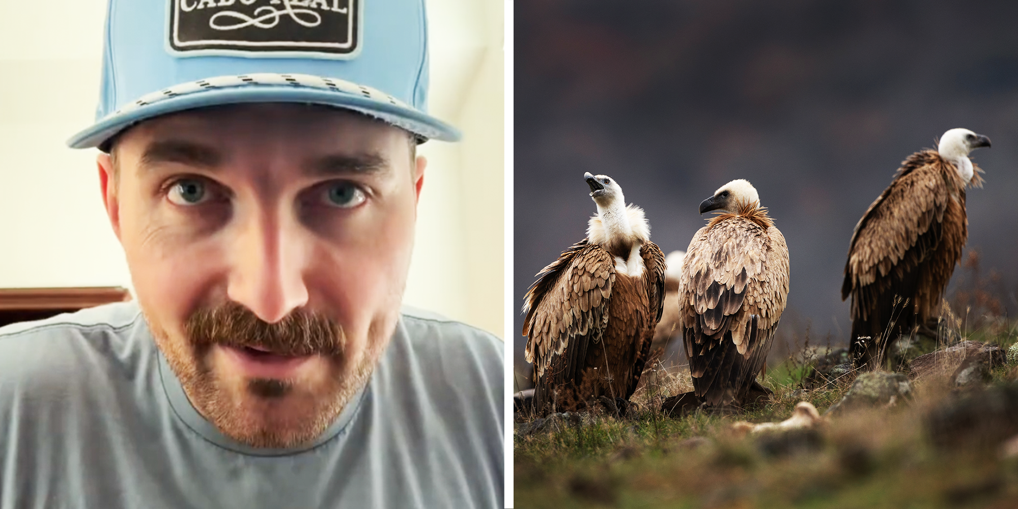 2 Panel Image, Man with blue hat and 3 young vultures on land