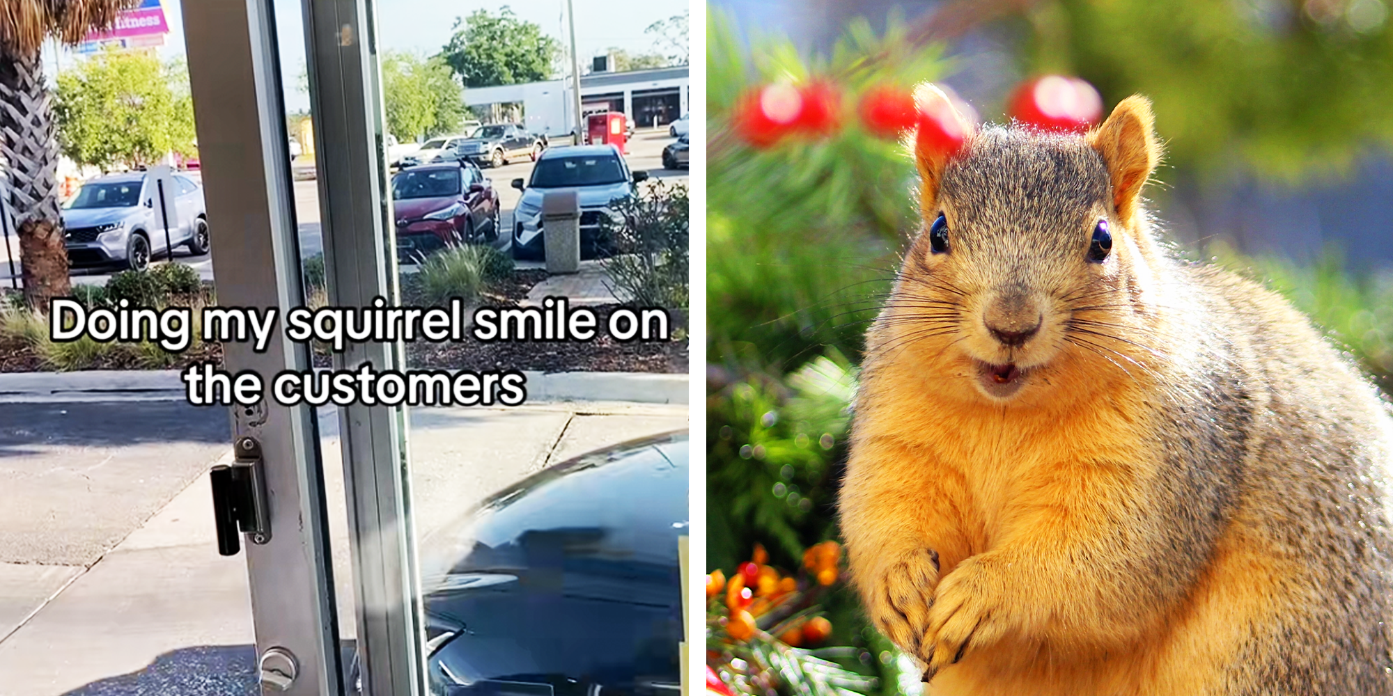 2 Panel Image, Caption and Squirrel in the wild