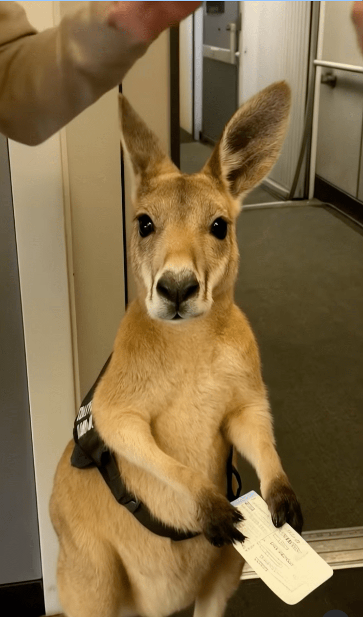 AI-generated kangaroo holding a plane ticket with a fanny pack strapped to him.