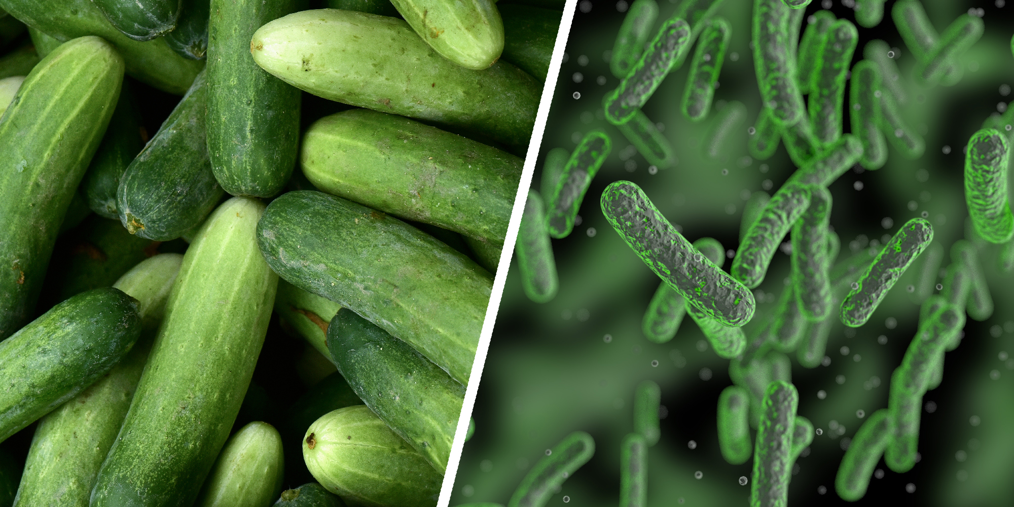 2 panel image showing cucumbers and microscopic salmonella bacterium.