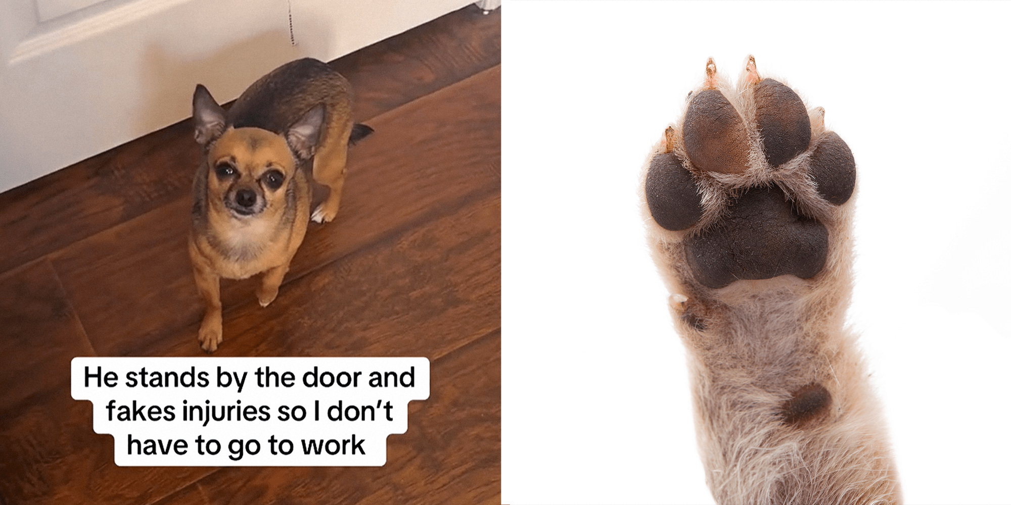 Dog in front of door with caption that reads: "he stands by the door and fakes injuries so I don't have to go to work" on left. Dog paw in air on right.