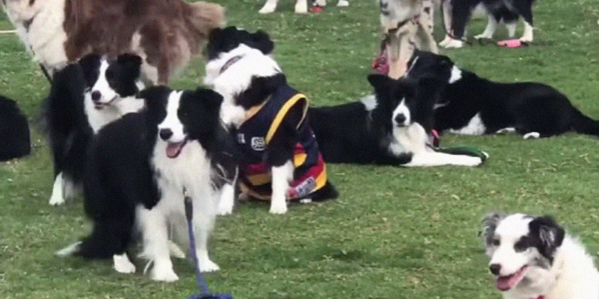 record breaking dogs