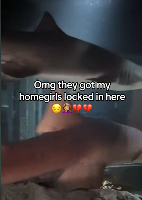 Sharking all summer meme TikTok video with footage from an aquarium.