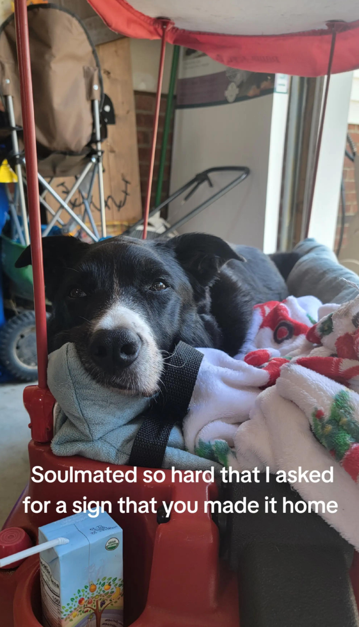 picture of a dog with text soulmated so hard that I asked for sign that you made it home