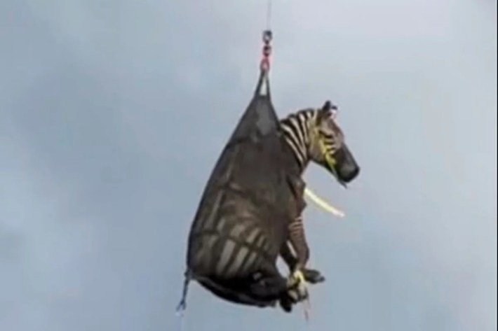 Ed the Zebra captured in a net and being airlifted to a waiting trailer.
