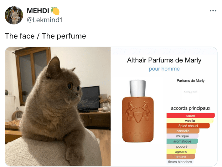 The face vs the perfume meme trend with a cat.