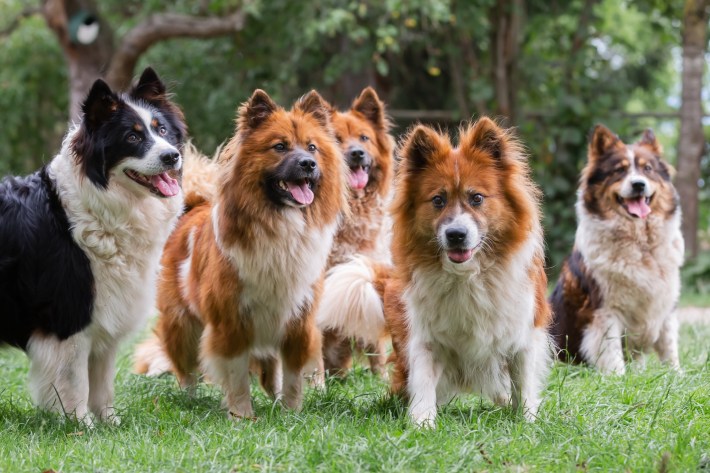 picture of a pack of cute elo dogs outdoors