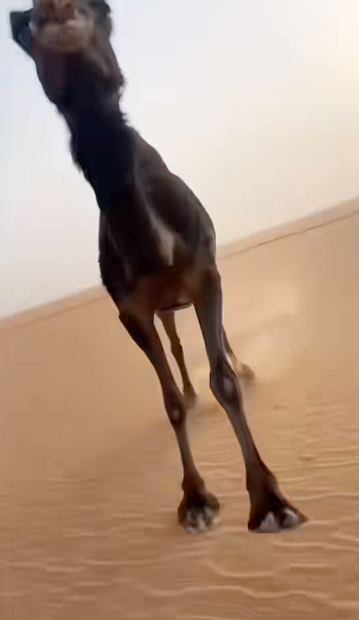 someone being attacked by a camel