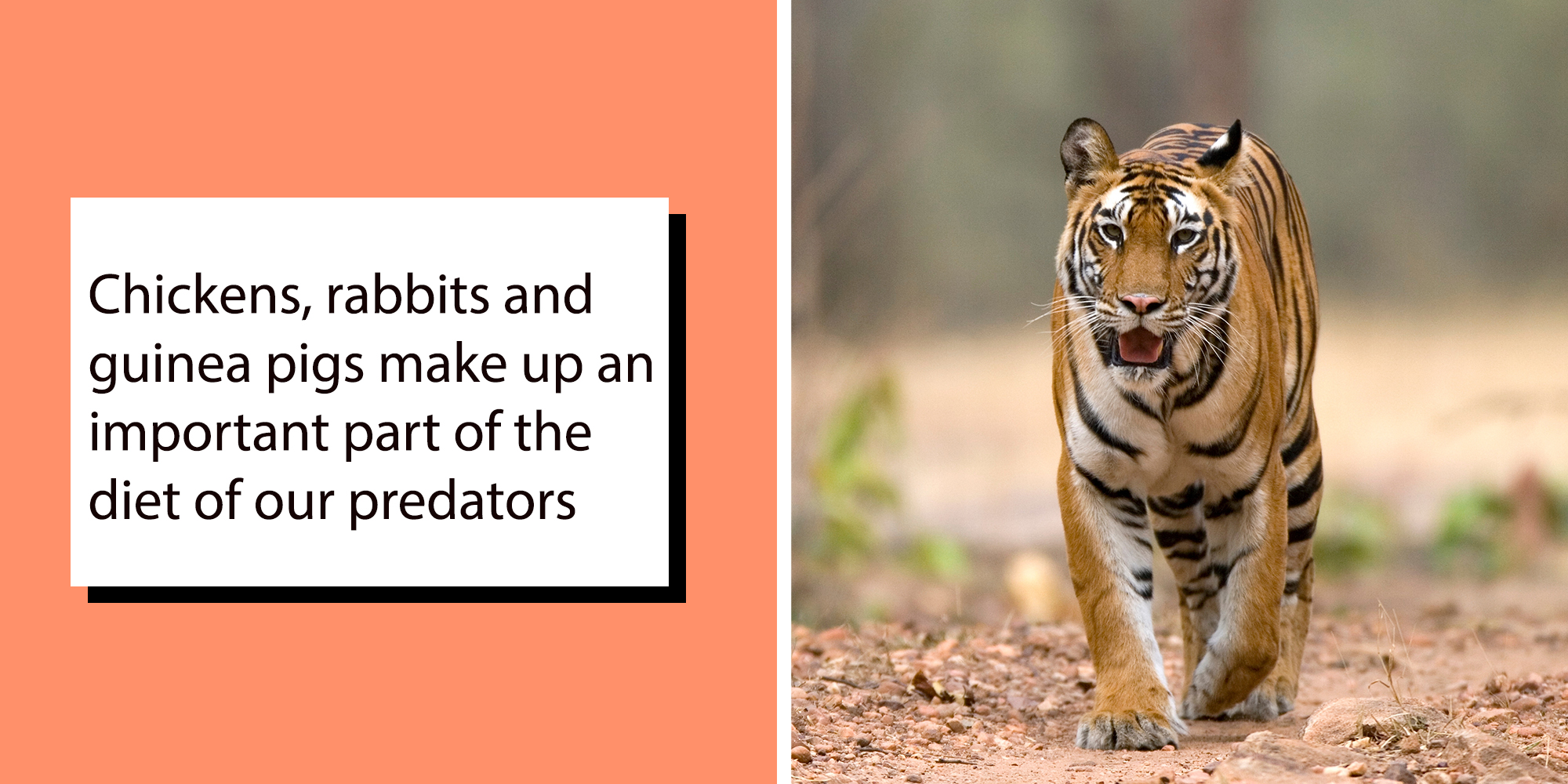 Left: Text reading "Chickens, rabbits and guinea pigs make up an important part of the diet of our predators" Right: Female Indian tiger