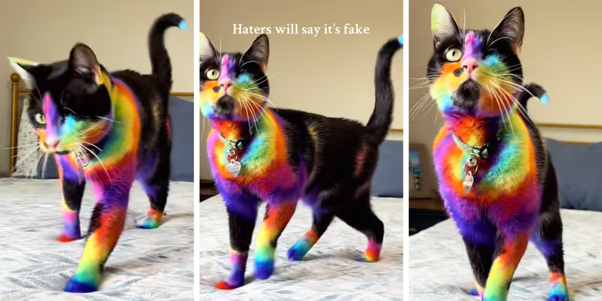 cat with hair dyed rainbow colors