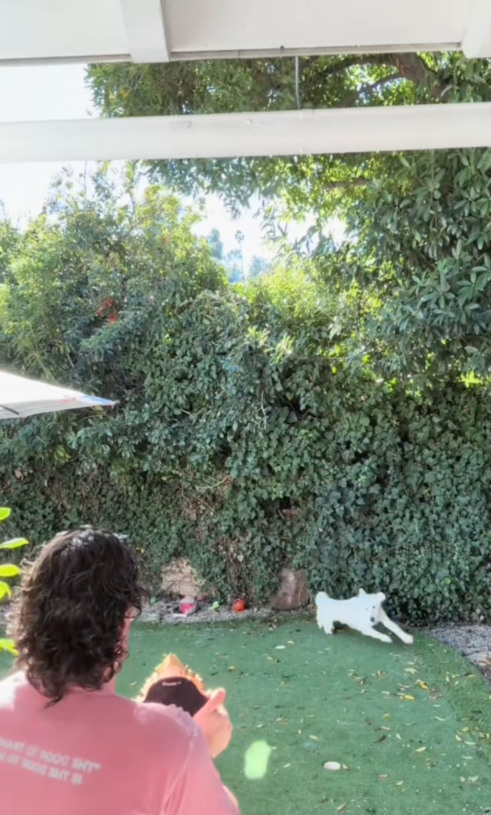 man playing with a dog and a mirror's reflection