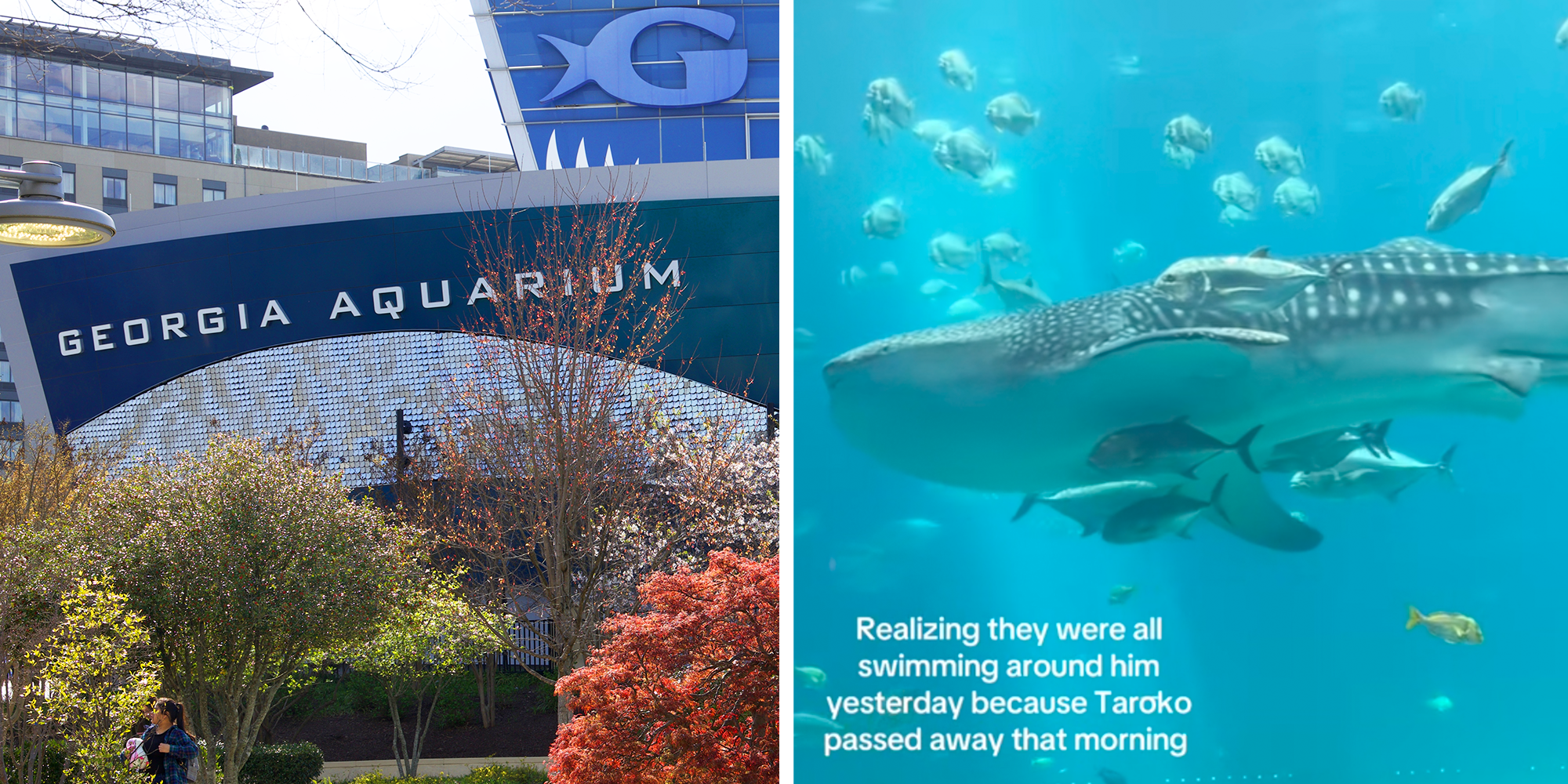 georgia aquarium taroko shark dies