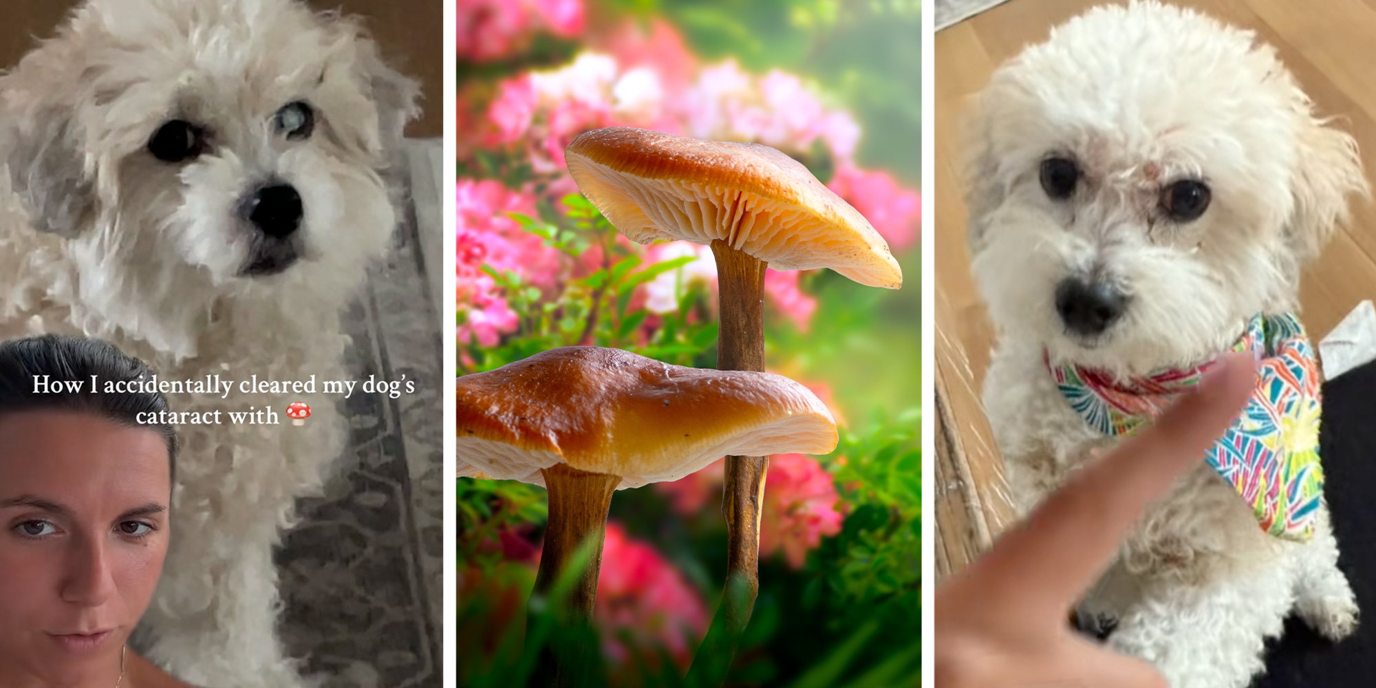 pet owner claims mushrooms heal cataracts