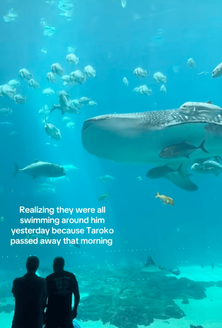 photo of a tank with the text Realizing they were all swimming around him yesterday because Taroko passed away that morning