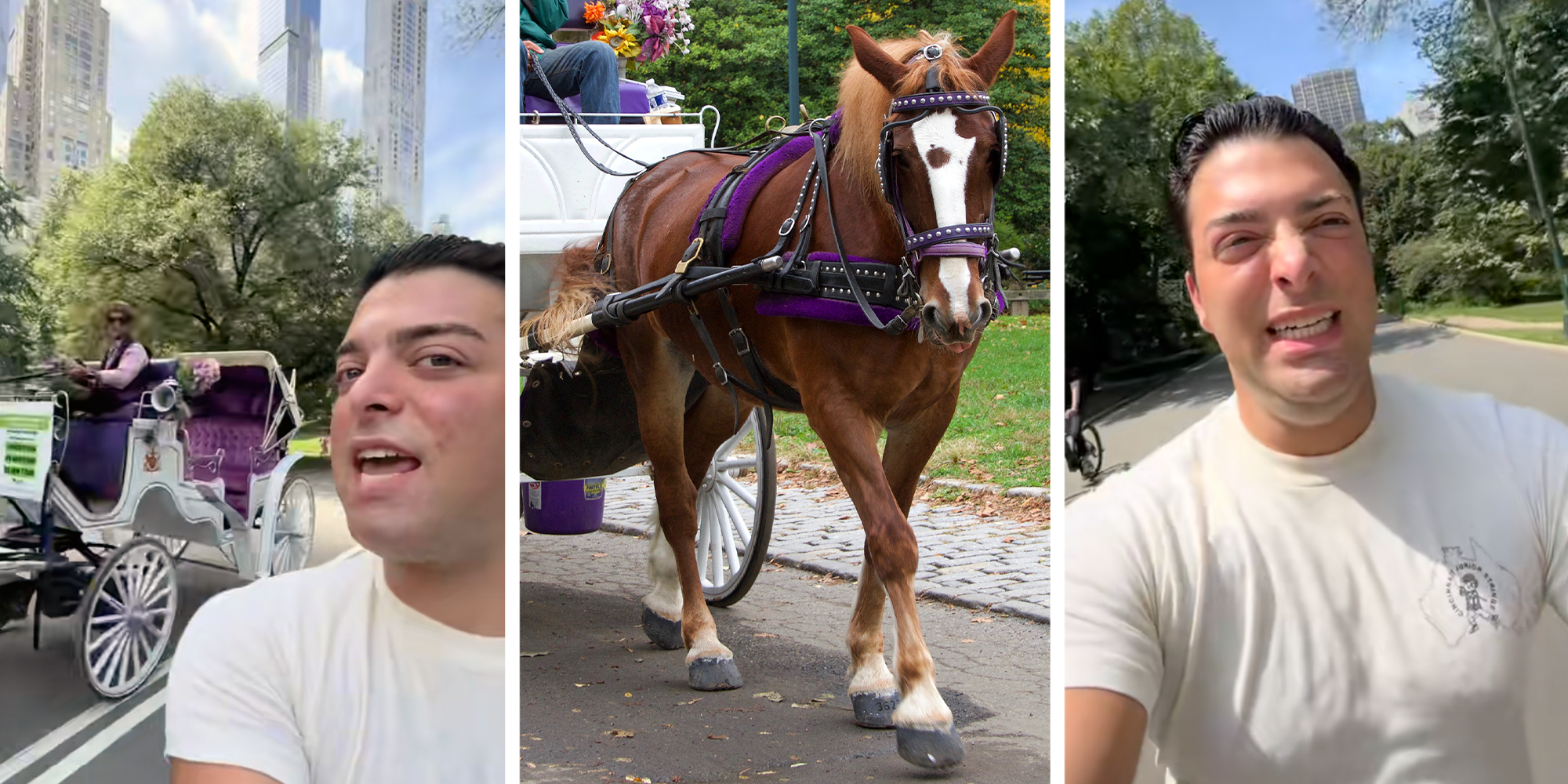 influencer calls out carriage horses in central park