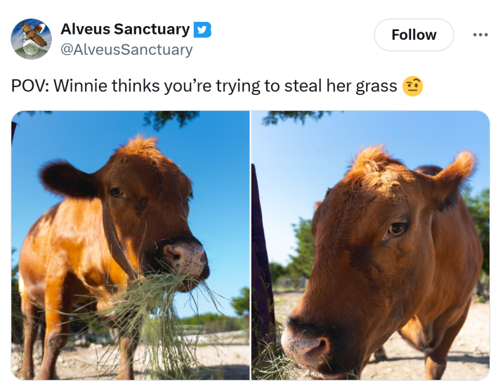 Tweet that reads, "POV: Winnie thinks you’re trying to steal her grass 🤨" with two photos of the cow side-eyeing the camera.