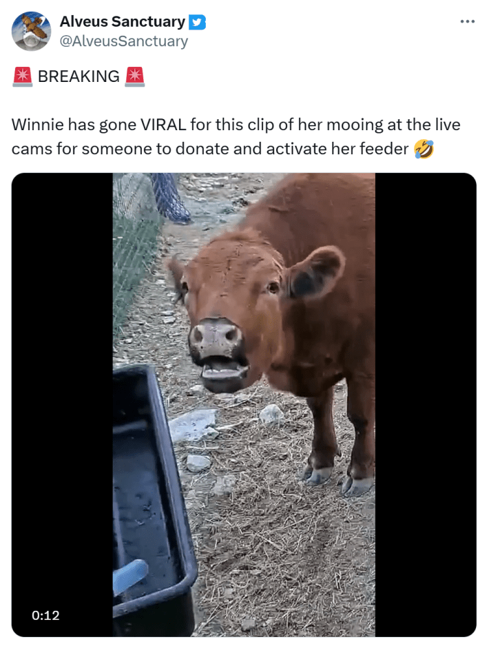 Tweet that reads, "🚨 BREAKING 🚨Winnie has gone VIRAL for this clip of her mooing at the live cams for someone to donate and activate her feeder 🤣" and shows a video of Winnie mooing.