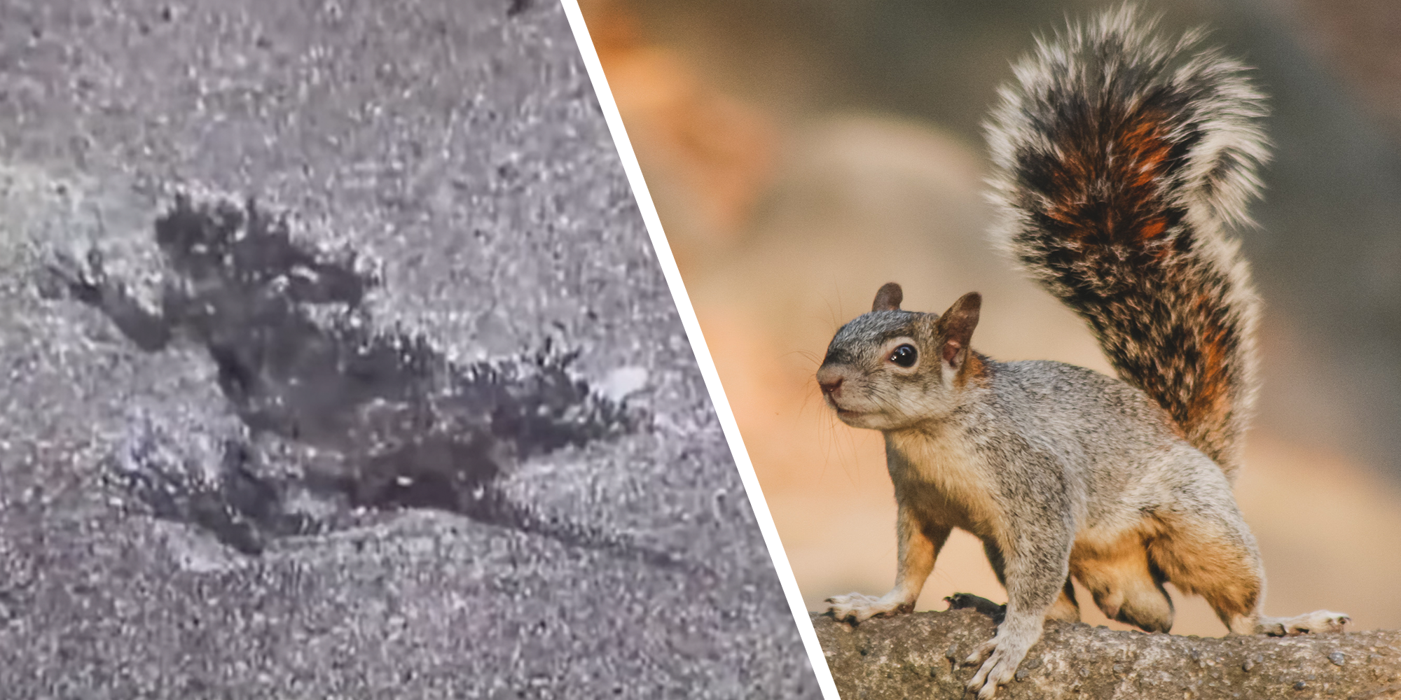 Scientists confirm the Chicago 