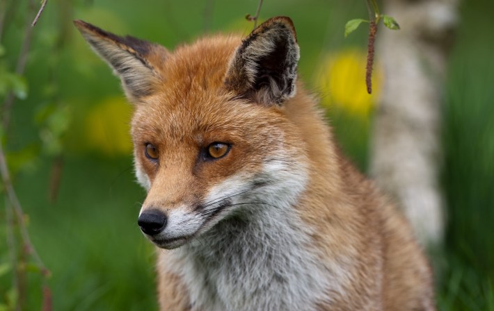 Red Fox in British Countryside
