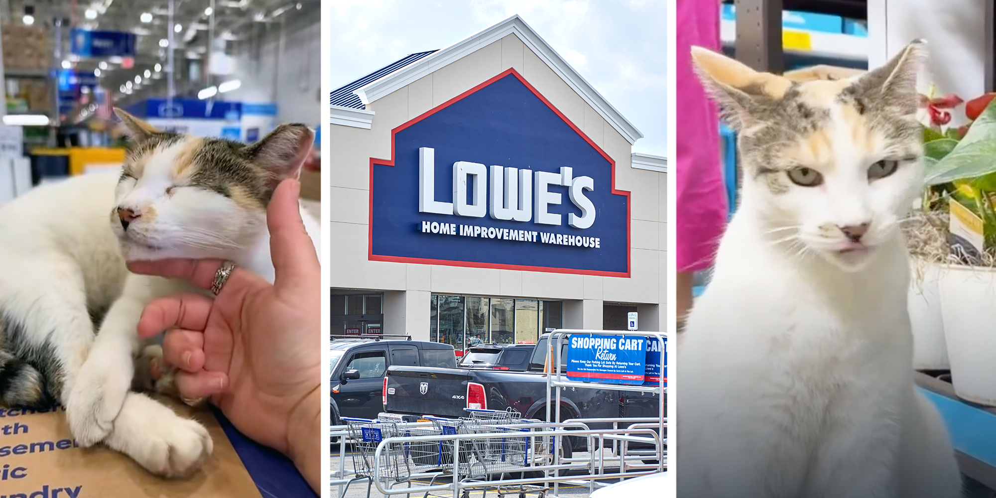 francine lowes cat goes missing