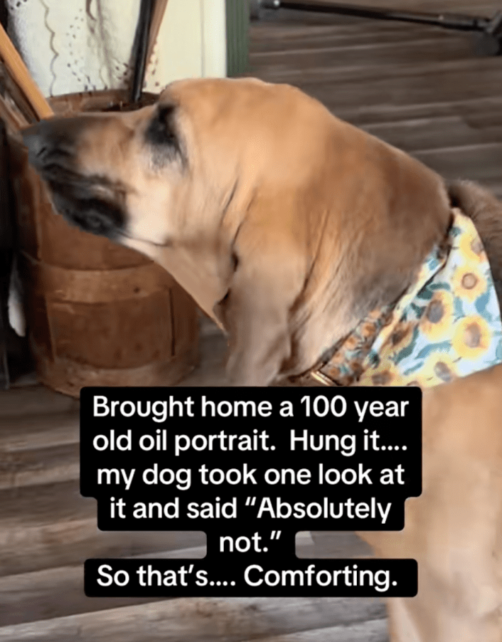 @snappedbybec/TikTok dog barking at an old painting "brought home a 100 year old oil portrait. Hung it... my dog took one look at it and said, 'Absolutely not.' So that's ... comforting."