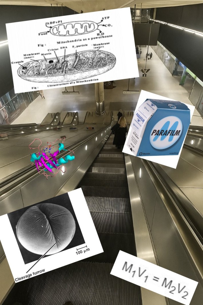 "How a mathematician sees the world" meme representing molecular biologists.