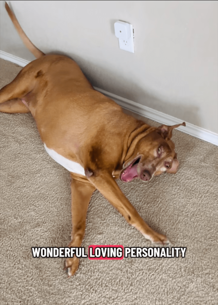 Belle the dog being a silly goofball.