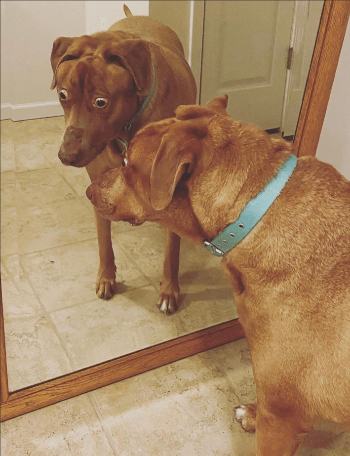 Shocked dog meme origin image.