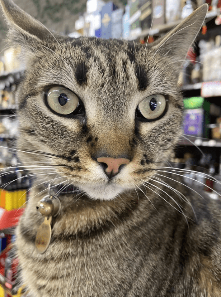 A tabby cat with a collar and bell staring off-camera at something.