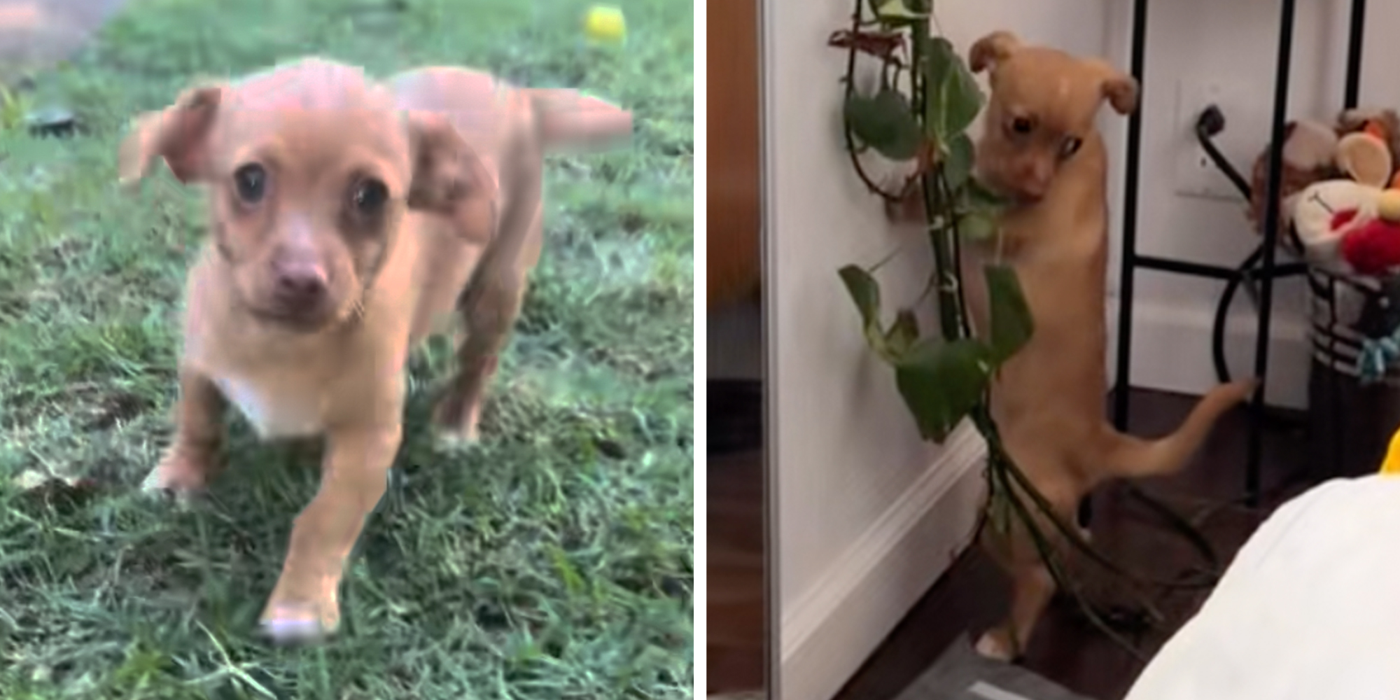 Left: 10-week-old puppy named Carlito standing in the grass. Right: 10-week-old puppy named Carlito leaning against a wall and pooping while standing on his hind legs.