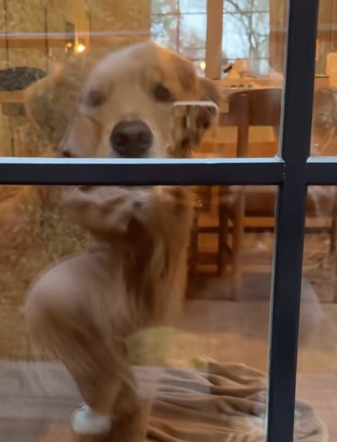 @wally.meets.world/TikTok dog looking out a window at another dog
