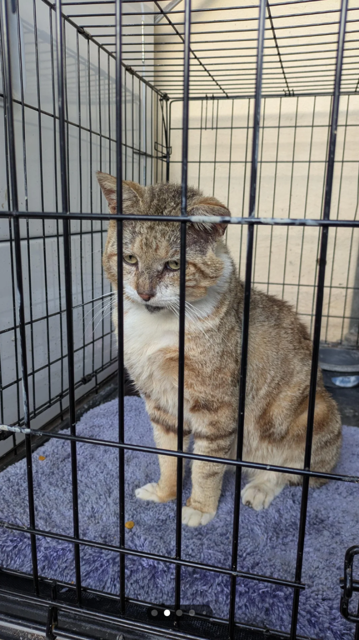 Sad looking shelter cat.