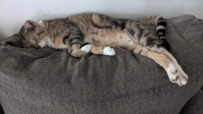 Same cat, happy and sprawled out on the couch.
