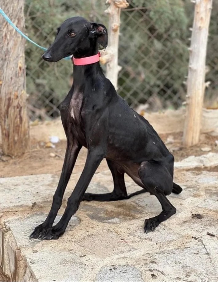 nervous-looking greyhound outside.