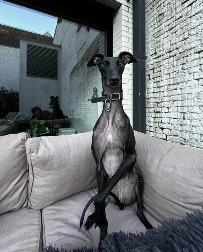 same greyhound now looking goofy and relaxed.