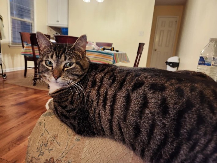 healthy weight, disinterested cat.