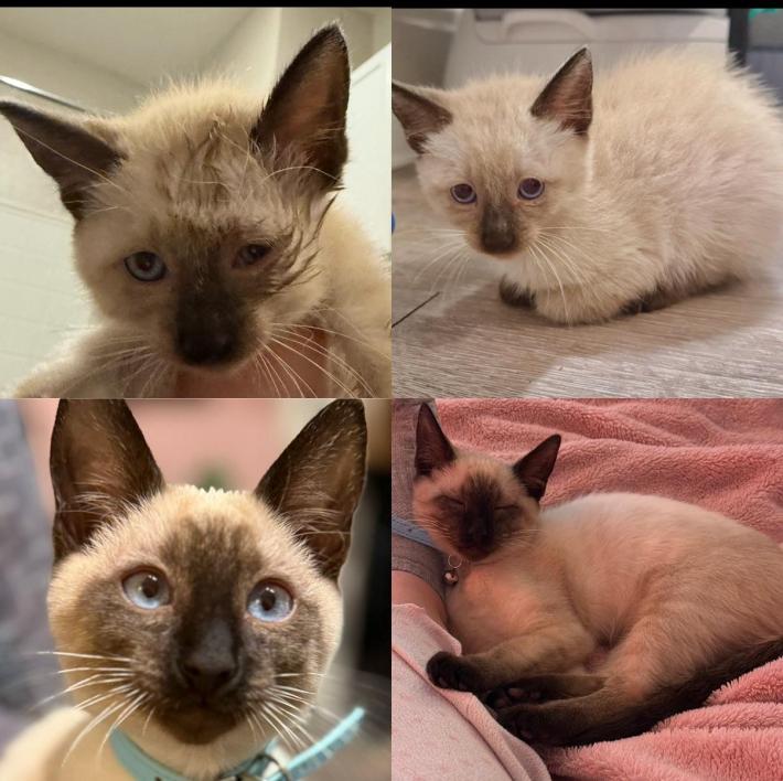 Transformation from sad kitten to grown happy adult cat.