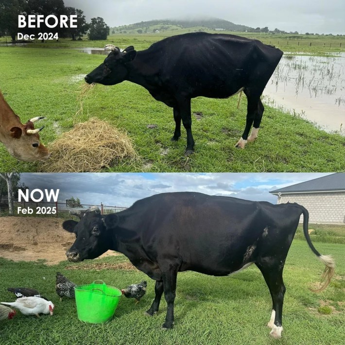 Cow before and after being rescued.