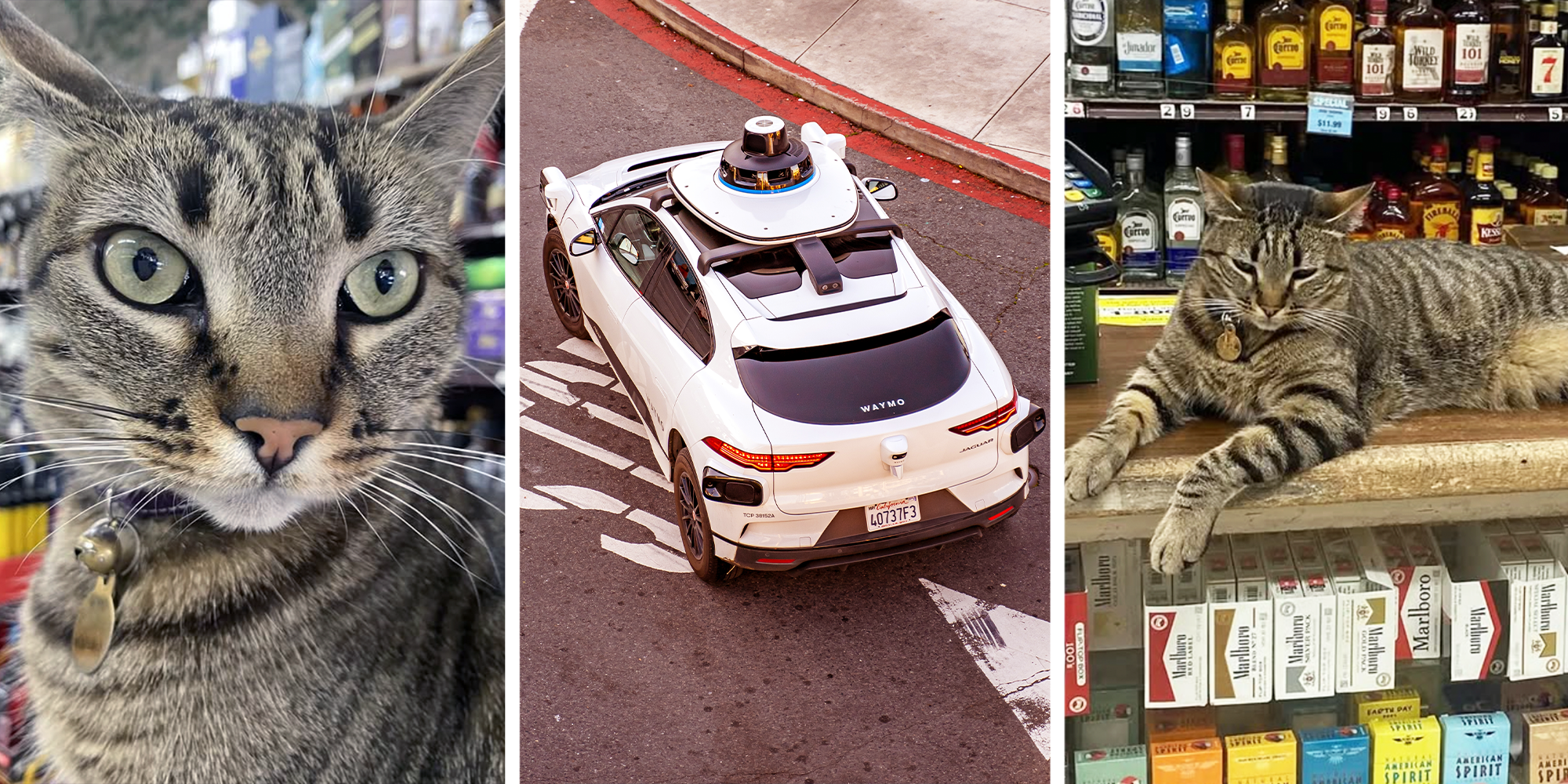 kitkat bodega cat killed by waymo car san francisco