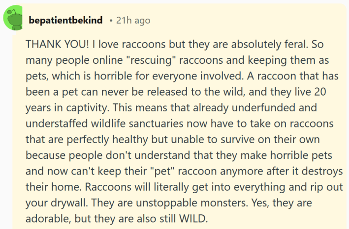 Reddit comment reading "THANK YOU! I love raccoons but they are absolutely feral. So many people online "rescuing" raccoons and keeping them as pets, which is horrible for everyone involved. A raccoon that has been a pet can never be released to the wild, and they live 20 years in captivity. This means that already underfunded and understaffed wildlife sanctuaries now have to take on raccoons that are perfectly healthy but unable to survive on their own because people don't understand that they make horrible pets and now can't keep their "pet" raccoon anymore after it destroys their home. Raccoons will literally get into everything and rip out your drywall. They are unstoppable monsters. Yes, they are adorable, but they are also still WILD."