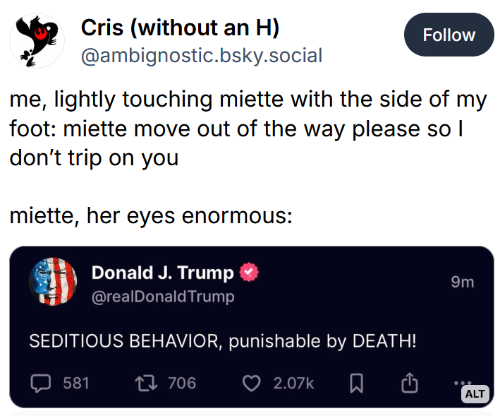 Bluesky post reading "me, lightly touching miette with the side of my foot: miette move out of the way please so I don’t trip on you miette, her eyes enormous:" followed by a Trump Truth Social post.