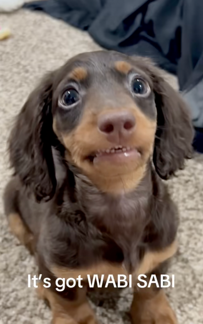 cute dog with onscreen text "it's got wabi sabi"