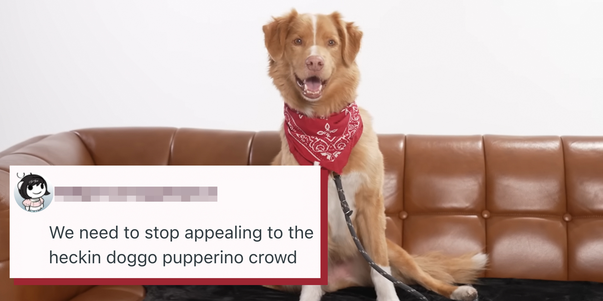 Indy, a Nova Scotia Duck Tolling retriever sitting on a brown couch. Reddit comment text overlay reads, "We need to stop appealing to the heckin doggo pupperino crowd."