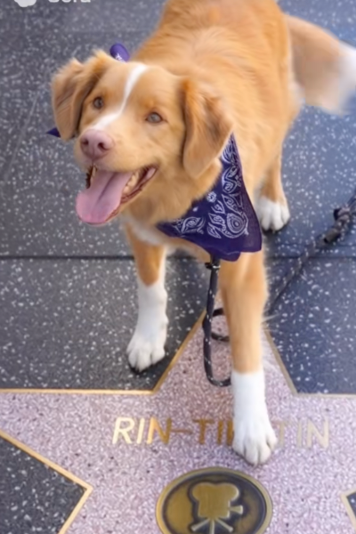 indy the dog on a hollywood star for Rin Tin tin @indycoinonsol/TikTok