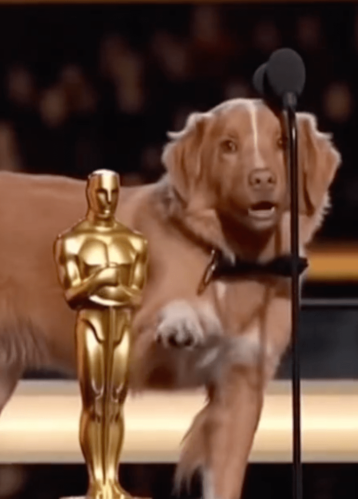 Indy the dog in front of a microphone with an oscar @indycoinonsol/TikTok