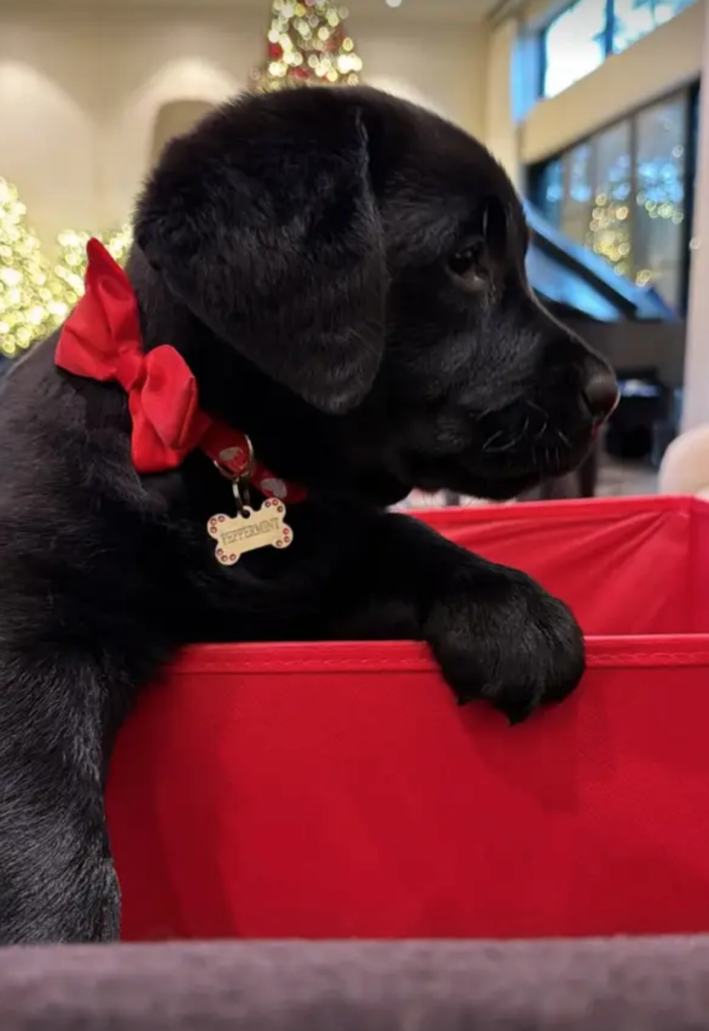 @khloekardashian/Instagram puppy black lab with christmas bow