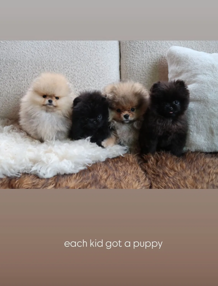@kimkardashian/Instagram four pomeranian puppied with onscreen text "each kid got a puppy"