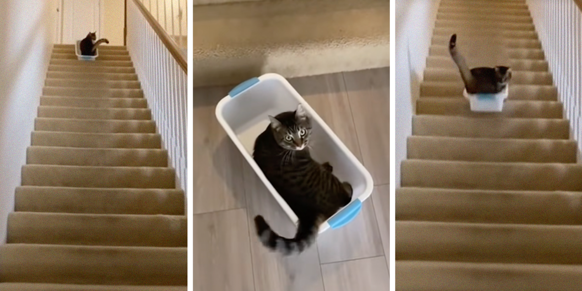cat in a laundry basket on the stairs